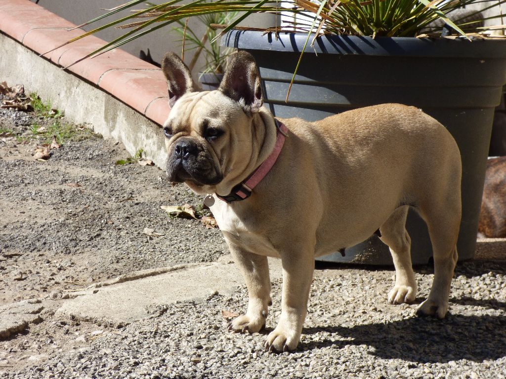 le royaume du bouledogue Mily